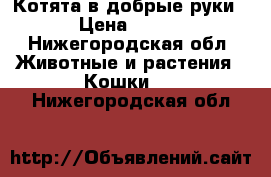 Котята в добрые руки › Цена ­ 100 - Нижегородская обл. Животные и растения » Кошки   . Нижегородская обл.